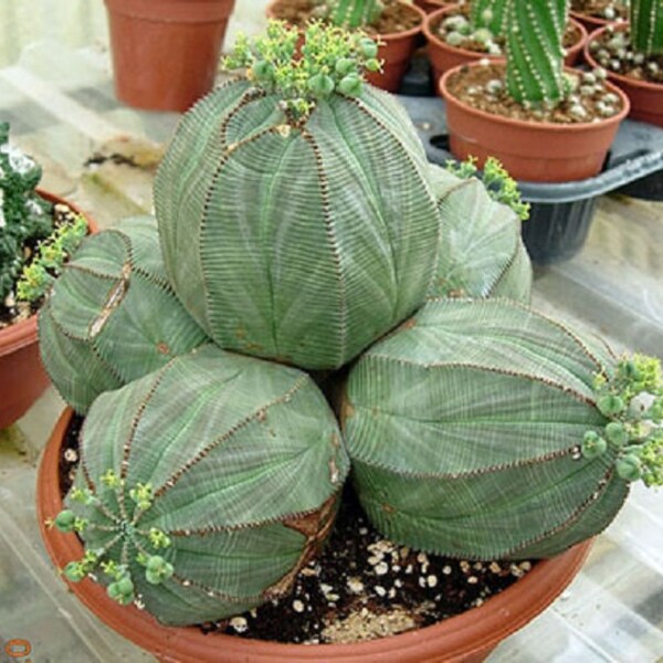 Euphorbia obesa - base-ball - rare - plante succulente en voie de disparition - 3 graines