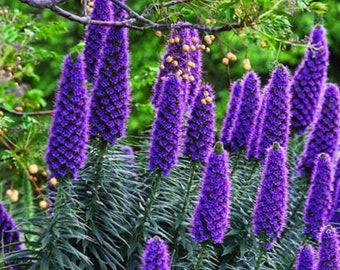 Echium Fastuosum Candicans * Fierté de Madère * Fleurs violettes rares * 20 graines