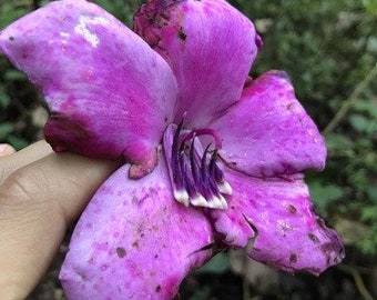 Meriania Maxima - Unusual Ornamental Flower - Rare - 10 Seeds