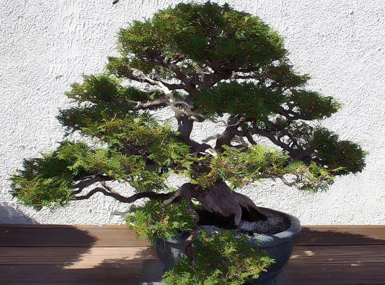 Chamaecyparis Obtusa Hinoki Cypress Bonsai Tree Rare 10 Etsy