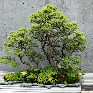Ulmus Parvifolia Glorious Chinese Elm Bonsai Tree Rare 10 Seeds image 1