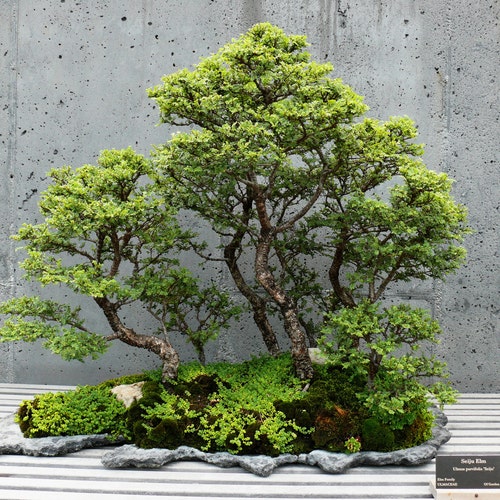 Bonsai Starter Kit / Deluxe Kit With 10 Years Old Chinese Elm Etsy