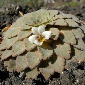 Viola Vulcanica - Stunning Dome-Shaped Rosettes - 5 Seeds - Very Rare