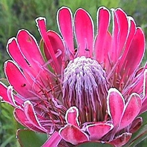 Protea Compacta Bot River Sugarbush Beautiful Pink Flowers 5 Seeds Amazing Rare image 3