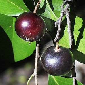 Flacourtia Indica * Governor's Plum * Ramontchi * Tropical Fruit * Rare 5 Seeds *