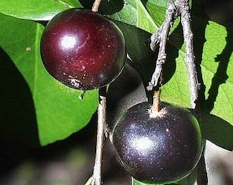 Flacourtia Indica * Governor's Plum * Ramontchi * Tropical Fruit * Rare 5 Seeds *