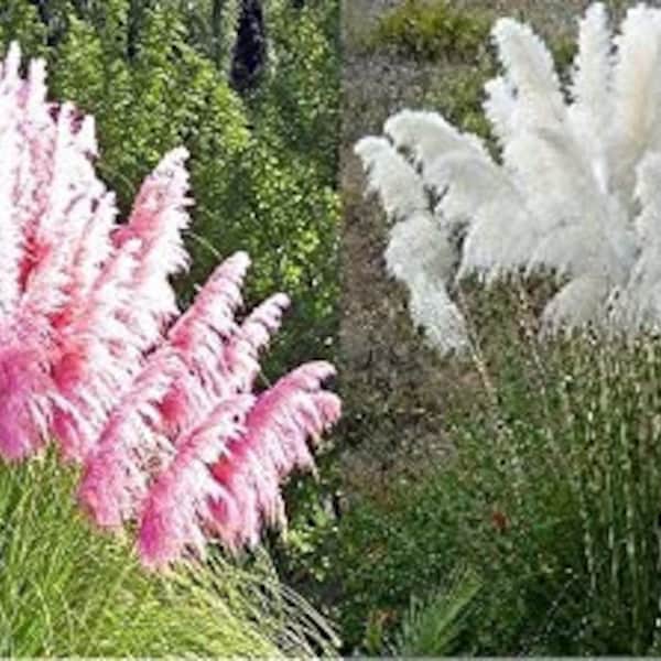 Pink Pampas Grass (Cortaderia Selloana) Seeds - Fast
