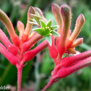 Anigozanthos flavidus – Kangaroo Paw - 30 Seeds