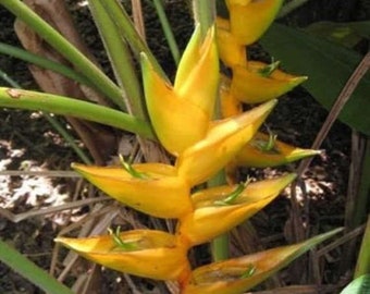 Heliconia Champneiana * Maya Gold * Rare Tropical * 5 Seeds *