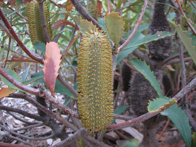 Banksia Conferta Glasshouse Banksia Stunning Shrub Very Rare Limited 5 Seeds image 2