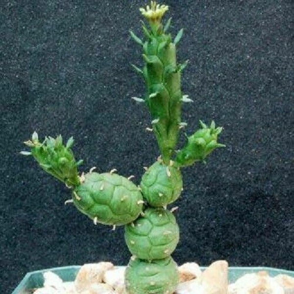 Euphorbia Globosa - Globose Spurge - Extremely Rare Unique Hulk Succulent - 2 Seeds - Limited Quantity