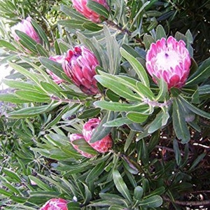 Protea Compacta Bot River Sugarbush Beautiful Pink Flowers 5 Seeds Amazing Rare image 5
