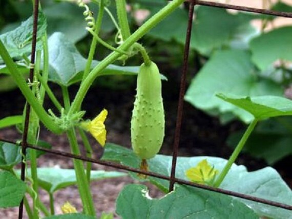 Cucumis Sativus Fast Grow 10 Fresh Seeds Special Cucumber * Poona Kheera Cucumis Sativus Fast Grow 10 Fresh Seeds Special Cucumber * Poona Kheera