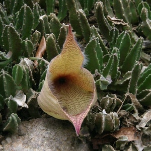 Stapelia Gigantea Amazing Yellow Carrion Huge Succulent Very Rare 3 Seeds image 2