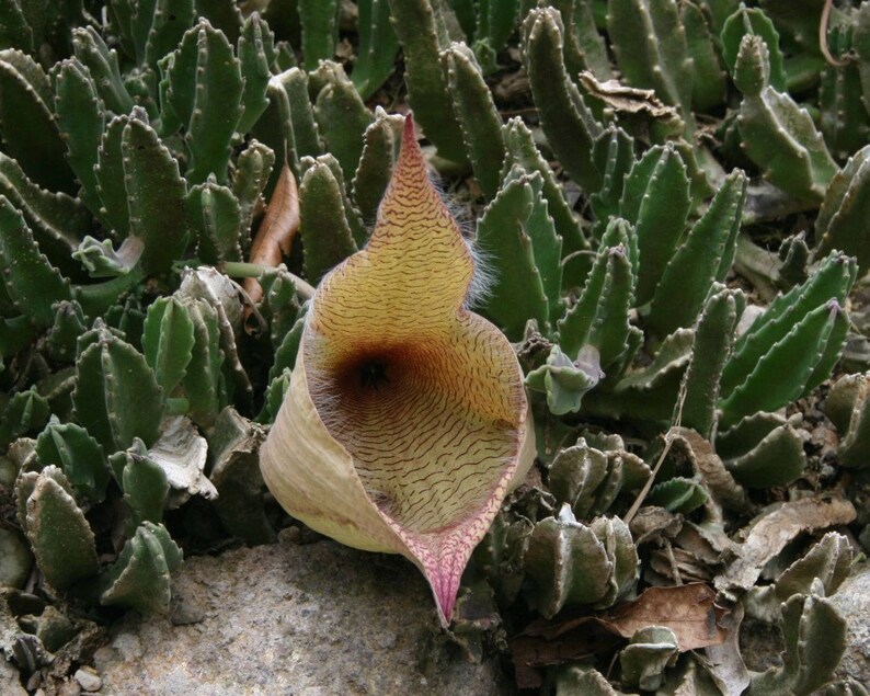 Stapelia Gigantea Amazing Yellow Carrion Huge Succulent Very Rare 3 Seeds image 2