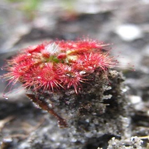 Drosera Nitidula Pygmy Sundew Carnivorous Plant 5 Seeds *** Very Rare ***