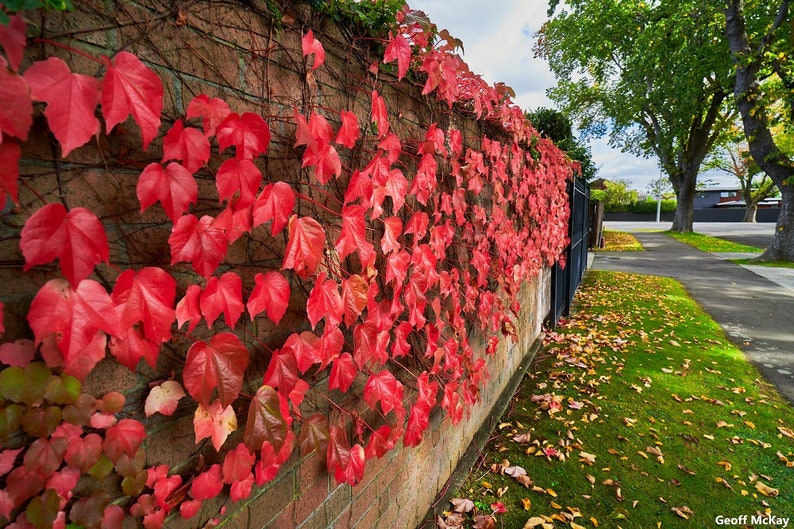 Parthenocissus Tricuspidata Boston Grape Ivy Vite Americana Vine 100 Seeds image 1