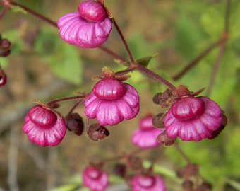 South American Calceolaria Purpurea ~ Pocketbook Flower ~ 10 Rare Seeds Unique