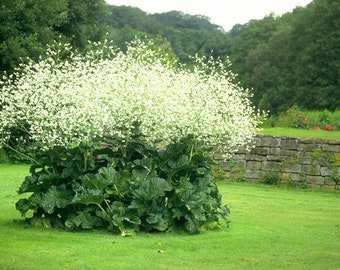 Crambe Cordifolia - Greater Sea Kale - Herbaceous Perennial Plant - 5 Seeds