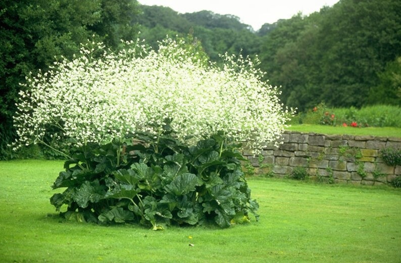 Crambe Cordifolia Greater Sea Kale Herbaceous Perennial Plant 5 Seeds image 1