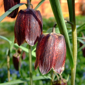 Fritillaria Ruthenica Black Night Flower Limited Quantity VERY RARE 3 Seeds image 4