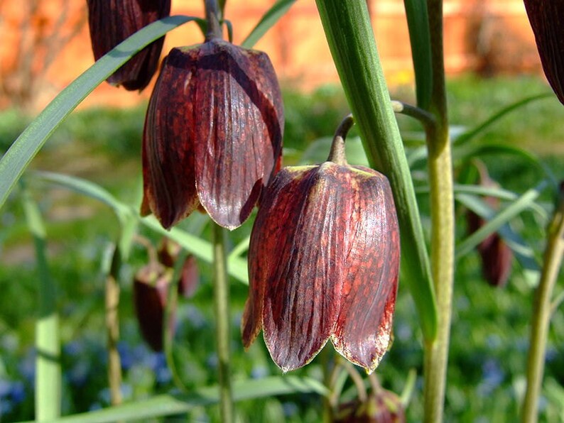 Fritillaria Ruthenica Black Night Flower Limited Quantity VERY RARE 3 Seeds image 4