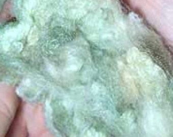 Gossypium Herbaceum - Green Cotton - 5 Seeds