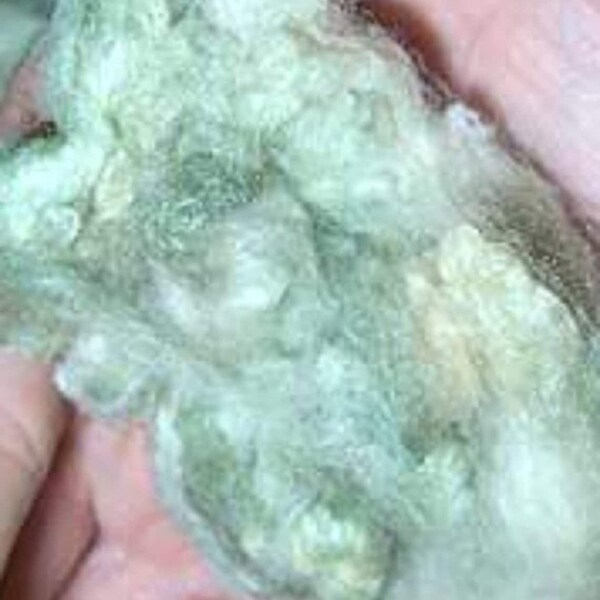 Gossypium Herbaceum - Green Cotton - 5 Seeds