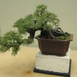 Ulmus Parvifolia Glorious Chinese Elm Bonsai Tree Rare 10 Seeds image 3