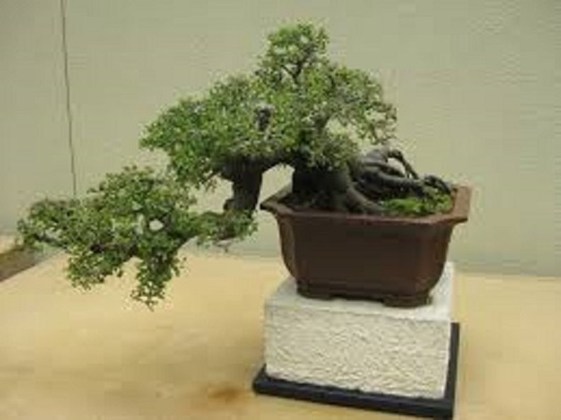 Ulmus Parvifolia Glorious Chinese Elm Bonsai Tree Rare 10 Seeds image 3