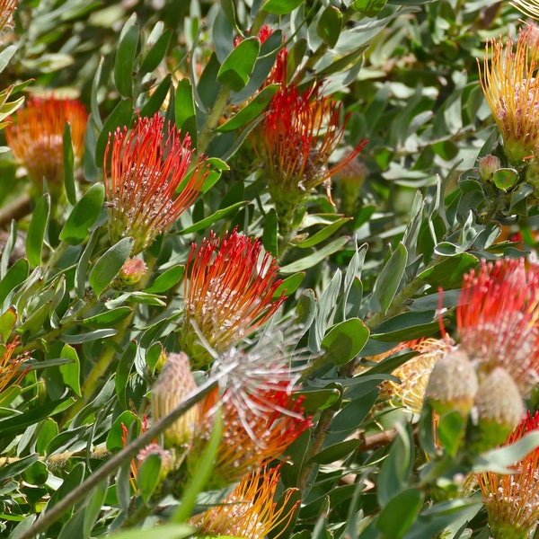 Leucospermum Hybrid Mix - Rare Pincushion - 3 Seeds