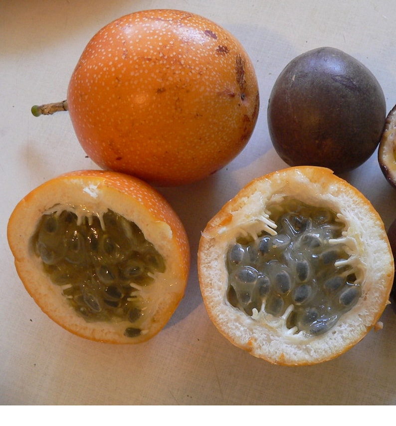 Passiflora Ligularis Sweet Granadilla Maracuja Passion Fruit Etsy