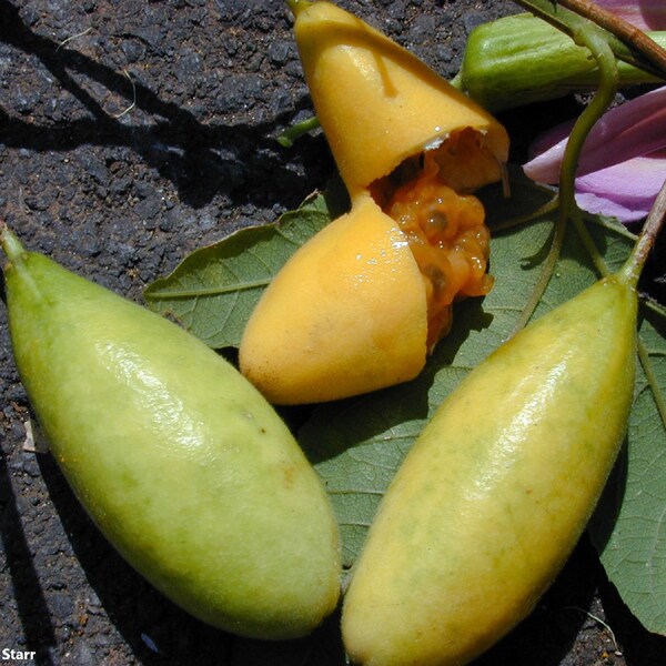 Passiflora Mollissima - 30 Semillas - Plátano Maracuyá - Deliciosa Vid * Fresca