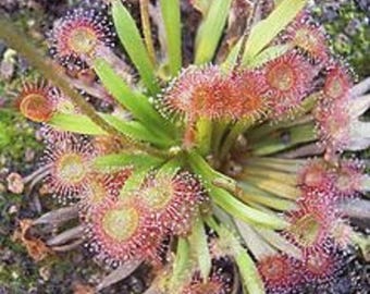 Drosera Kenneallyi ~ Äußerst Seltene ~ Wolliger Sonnentau Petiolaris ~ 5 Samen