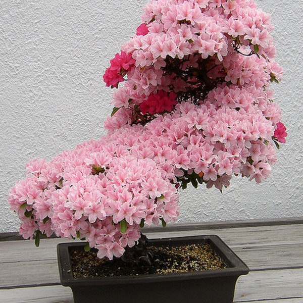 Prunus Serrulata Japonais Sakura Floraison Cerisier Bonsaï 5 Graines