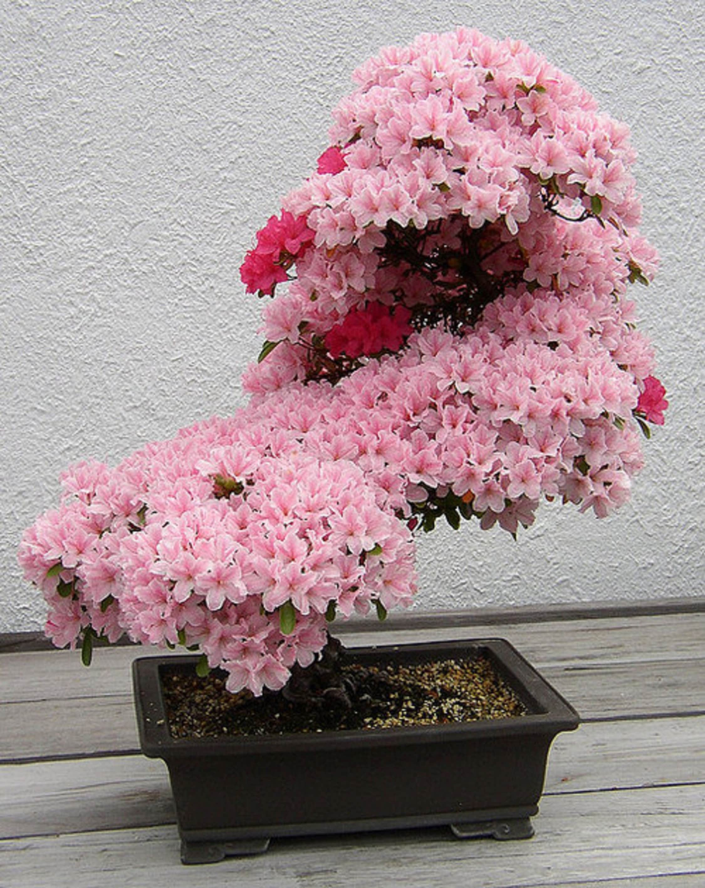 Bonsai sakura kirsche - Etsy.de