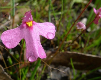 Utricularia multifida ~ fleischfressender Schlauchwurz Polypompholyx ~ seltenes rosa Unterkleid ~