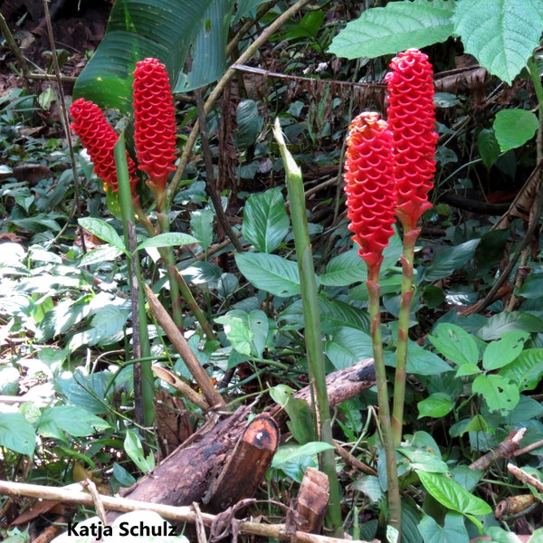 Zingiber Zerumbet - Shampoo Pinecone Ginger - Herbal Medicine - 5 Seeds RARE