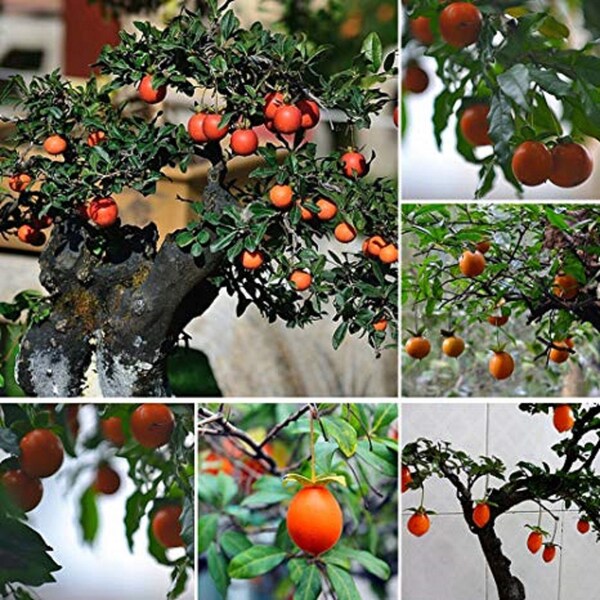 Diospyros Cathayensis * Cathay Persimmon * Bonsai Tree * Rare * 5 Fresh Seeds *