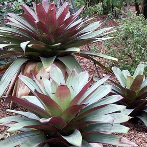 Alcantarea Imperialis Stunning Tropical Giant Bromeliad Very Rare 5 Seeds image 2