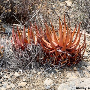 Aloe Microstigma - 10 Seeds - Cape Speckled Aloe Small-Spotted Aloe