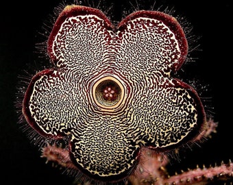 Edithcolea Grandis * Carpet Flower * Succulent * Extremely 3 Rare Seeds *