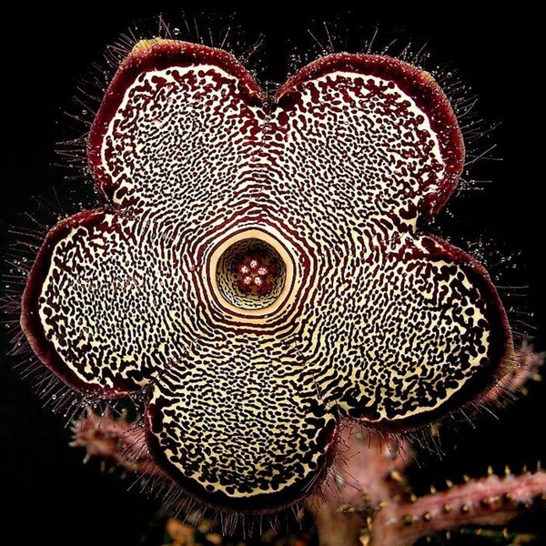 Edithcolea Grandis * Teppichblume * Sukkulente * extrem 3 seltene Samen *