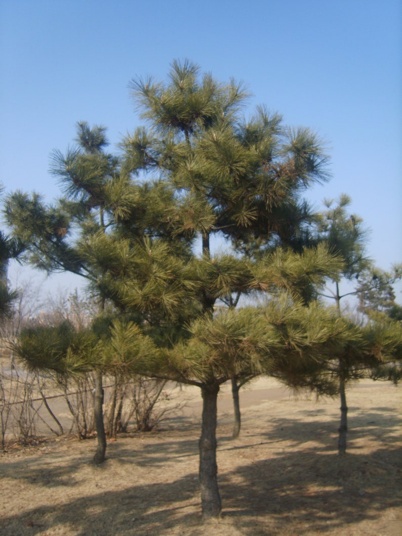 Pinus Thunbergii Japanese Black Pine Rare Bonsai Tree 10 Seeds image 4