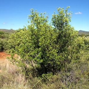 Diospyros Lycioides Bluebush Small Tree / Shrub Tropical Fruit RARE 5 Seeds image 5