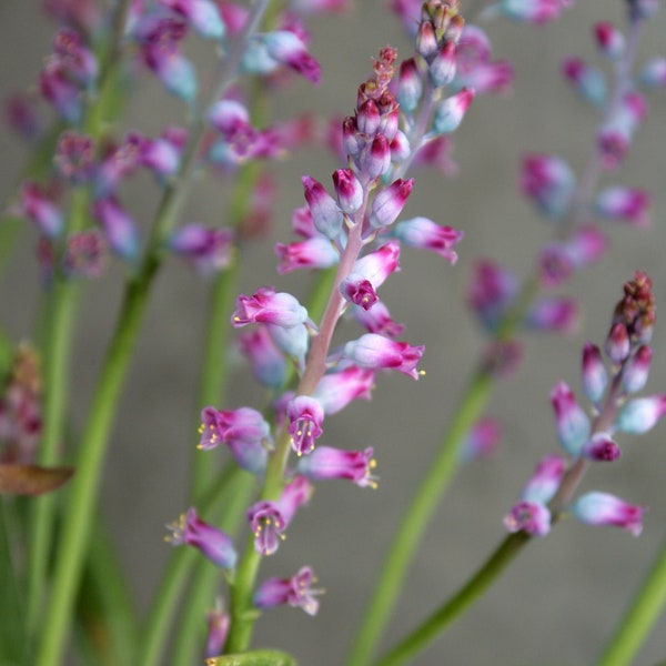 Lachenalia Rosea - Stunning Rose-Purple Bell-Shaped Flowers - 5 Seeds - Very Rare