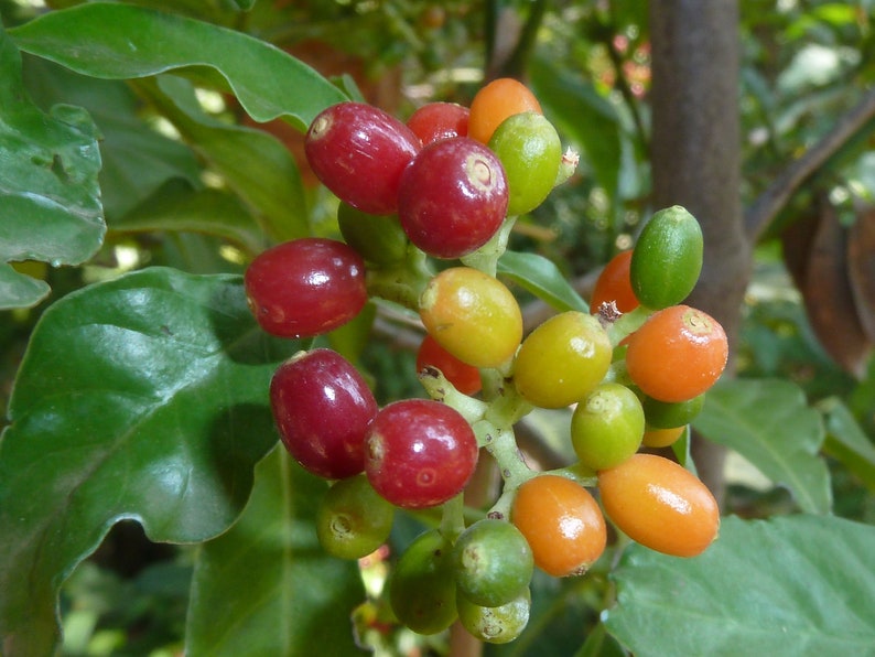 Psychotria Capensis Black Bird Berry Tropical Evergreen Shrub Rare 5 Seeds image 4