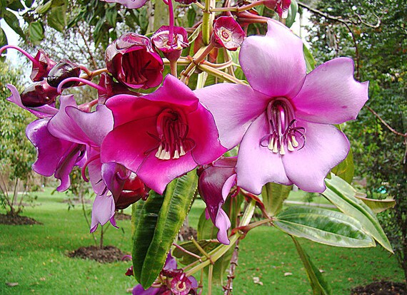 Meriania Nobilis Superbe Arbre Dornement Fleurs Roses Rare 5 Graines