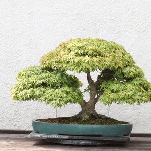 Acer Palmatum Japanese Maple Ornamental Bonsai Tree Rare 10 Seeds image 4