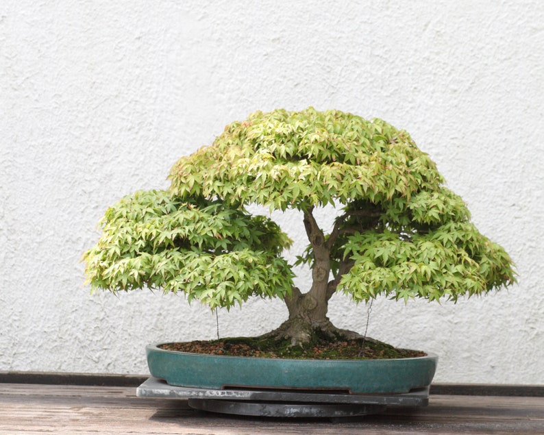 Acer Palmatum Japanese Maple Ornamental Bonsai Tree Rare 10 Seeds image 4